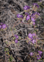 Phacelia vallis-mortae