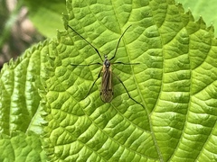 Prionolabis rufibasis