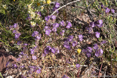 Phacelia vallis-mortae