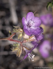 Phacelia vallis-mortae