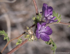Phacelia vallis-mortae
