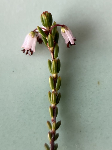 Image of Erica capillaris by (c) Charleen Brunke, some rights reserved (CC BY)