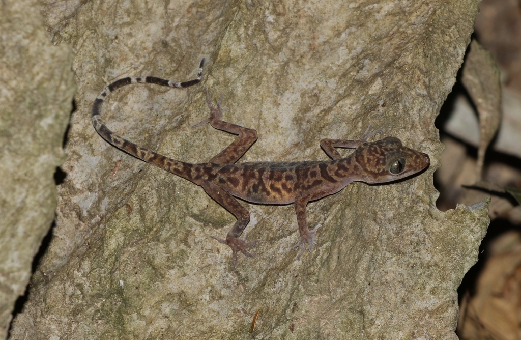 Wangkulangkul's Bent-Toed Gecko