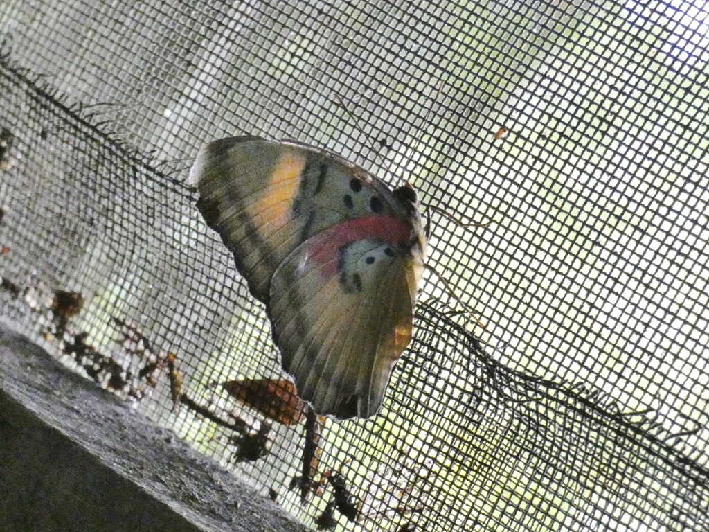 Euphaedra ansorgei