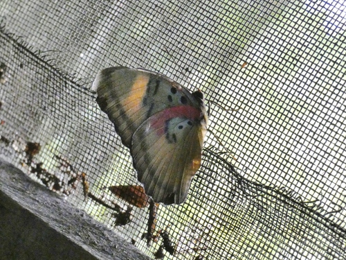 Euphaedra ansorgei
