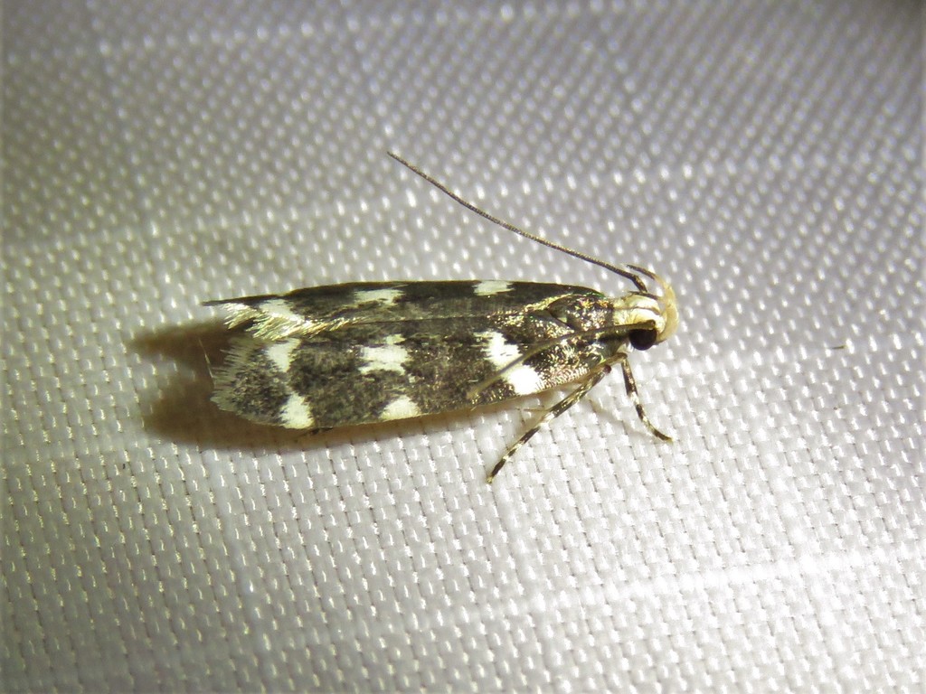 Fascista quinella