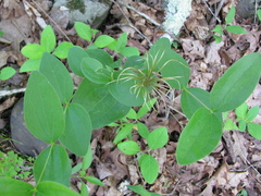 Clematis ochroleuca