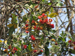 Paullinia fuscescens
