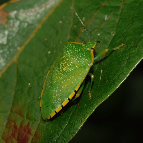 Photo of Yellow-edged Stink Bug (Chinavia pallidoconspersa)