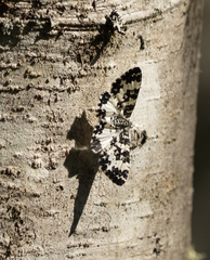Rheumaptera hastata