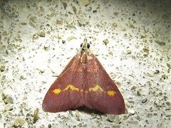 Pyrausta pseuderosnealis