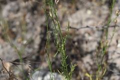 Xanthisma gracile