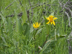 Wyethia helenioides