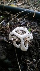 Ileodictyon cibarium