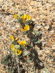 Acmispon argophyllus argophyllus