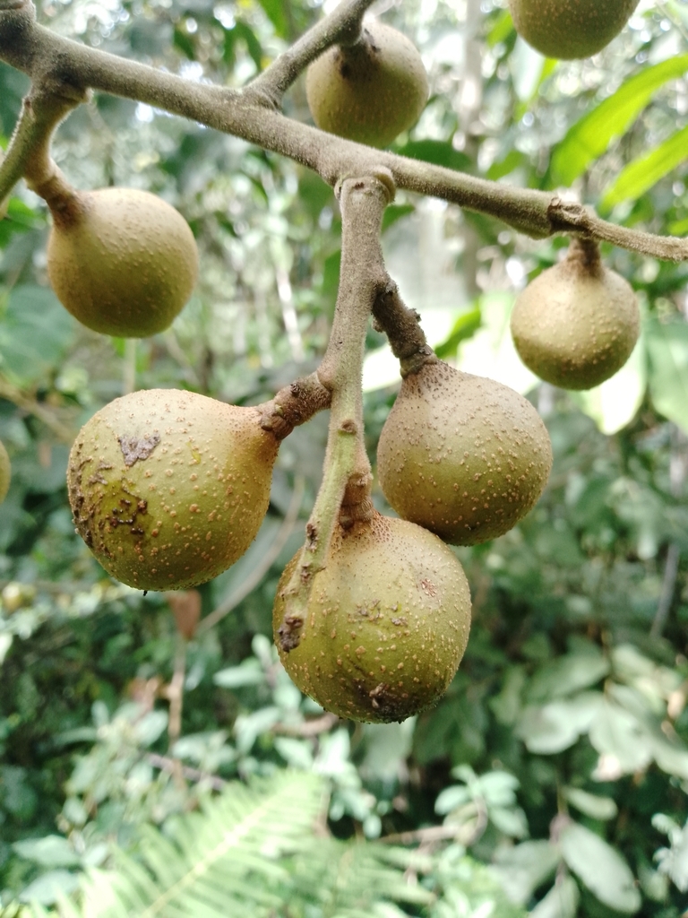 Ruagea tomentosa