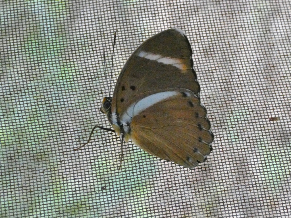 Euphaedra fulvofasciata