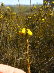 Marasmodes dummeri