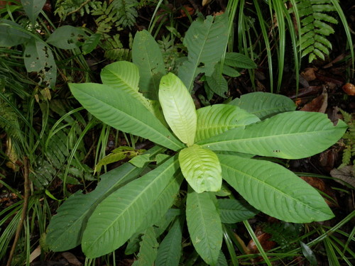 Calycosia sessilis observed 2016-05-17
