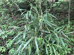 Pseudosasa japonica