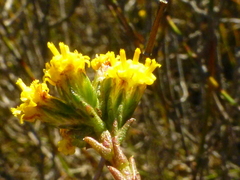 Marasmodes dummeri