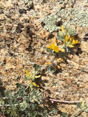 Acmispon argophyllus argophyllus