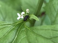 Glyptobaris lecontei
