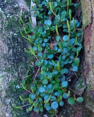 Peperomia subretusa
