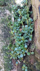 Peperomia subretusa