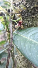 Telipogon williamsii