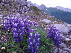 Lupinus arcticus