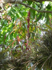 Tillandsia belloensis