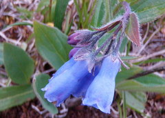 Mertensia paniculata