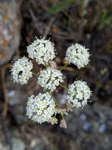 Image of Perideridia pringlei by no rights reserved