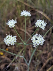 Perideridia pringlei