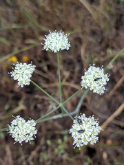 Perideridia pringlei