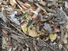 Euphorbia xalapensis