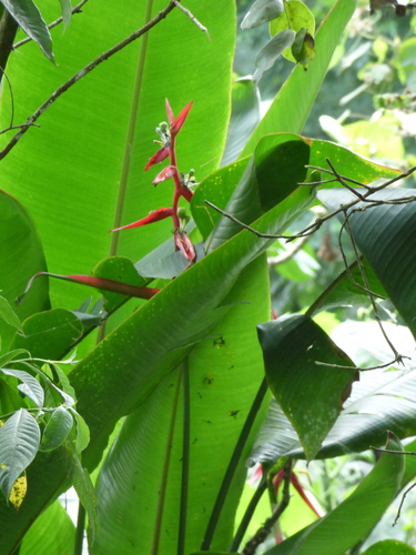 Heliconia schiedeana, photograph 4