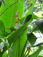 Heliconia schiedeana