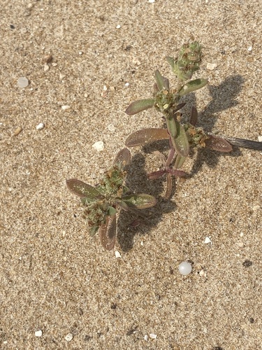 Plantago squarrosa iNat (3)