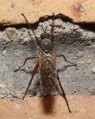 Empis spectabilis