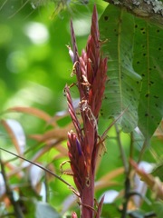 Tillandsia belloensis