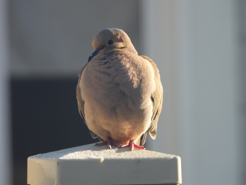 Mourning Dove photographed in Idaho