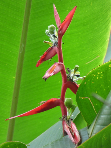 Heliconia schiedeana, photograph 5