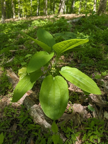 Image of Smilax ecirrhata by (c) Alaina Krakowiak, some rights reserved (CC BY)