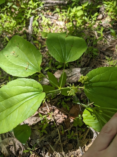 Image of Smilax ecirrhata by (c) Alaina Krakowiak, some rights reserved (CC BY)