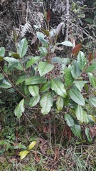 Vismia baccifera