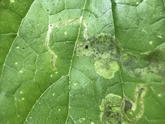 Agromyza pseudoreptans