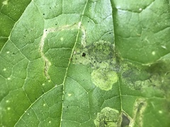 Agromyza pseudoreptans