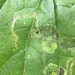 Agromyza pseudoreptans - Photo (c) Merav Vonshak, algunos derechos reservados (CC BY-NC), uploaded by Merav Vonshak